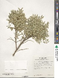 Buxus sinica var. insularis image