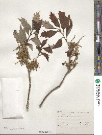 Image of Quercus bicolor