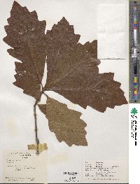 Quercus bicolor image