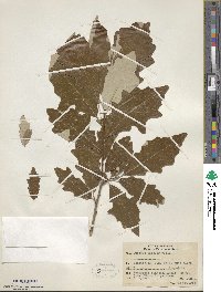 Quercus bicolor image