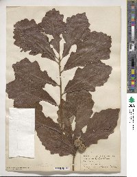 Quercus bicolor image