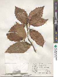 Quercus bicolor image