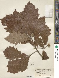 Quercus bicolor image