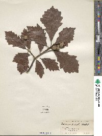 Quercus bicolor image