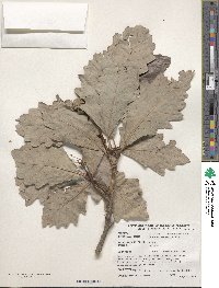 Quercus bicolor image