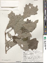 Quercus bicolor image