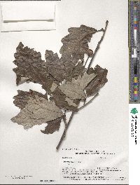 Quercus bicolor image