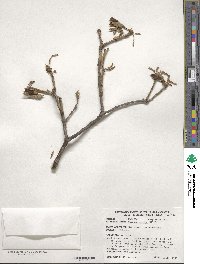 Quercus bicolor image