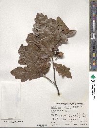 Quercus bicolor image