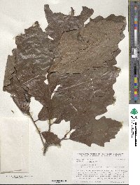 Quercus bicolor image