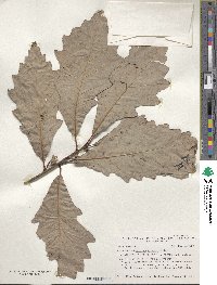 Quercus bicolor image