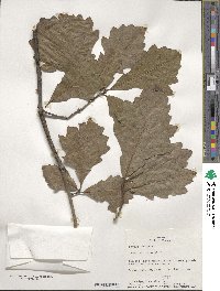 Quercus bicolor image