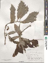 Quercus bicolor image