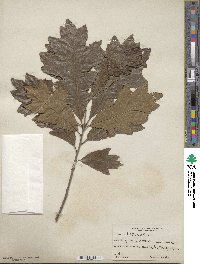 Quercus bicolor image