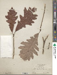 Quercus bicolor image