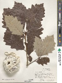 Quercus bicolor image