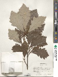 Quercus bicolor image