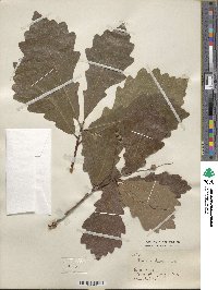 Quercus bicolor image