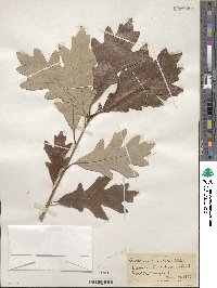 Quercus bicolor image