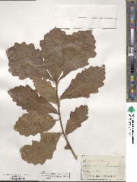 Quercus bicolor image