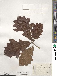 Quercus bicolor image