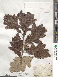 Quercus bicolor image