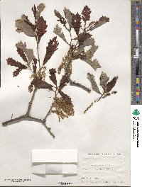 Quercus bicolor image