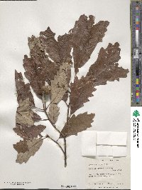 Quercus bicolor image