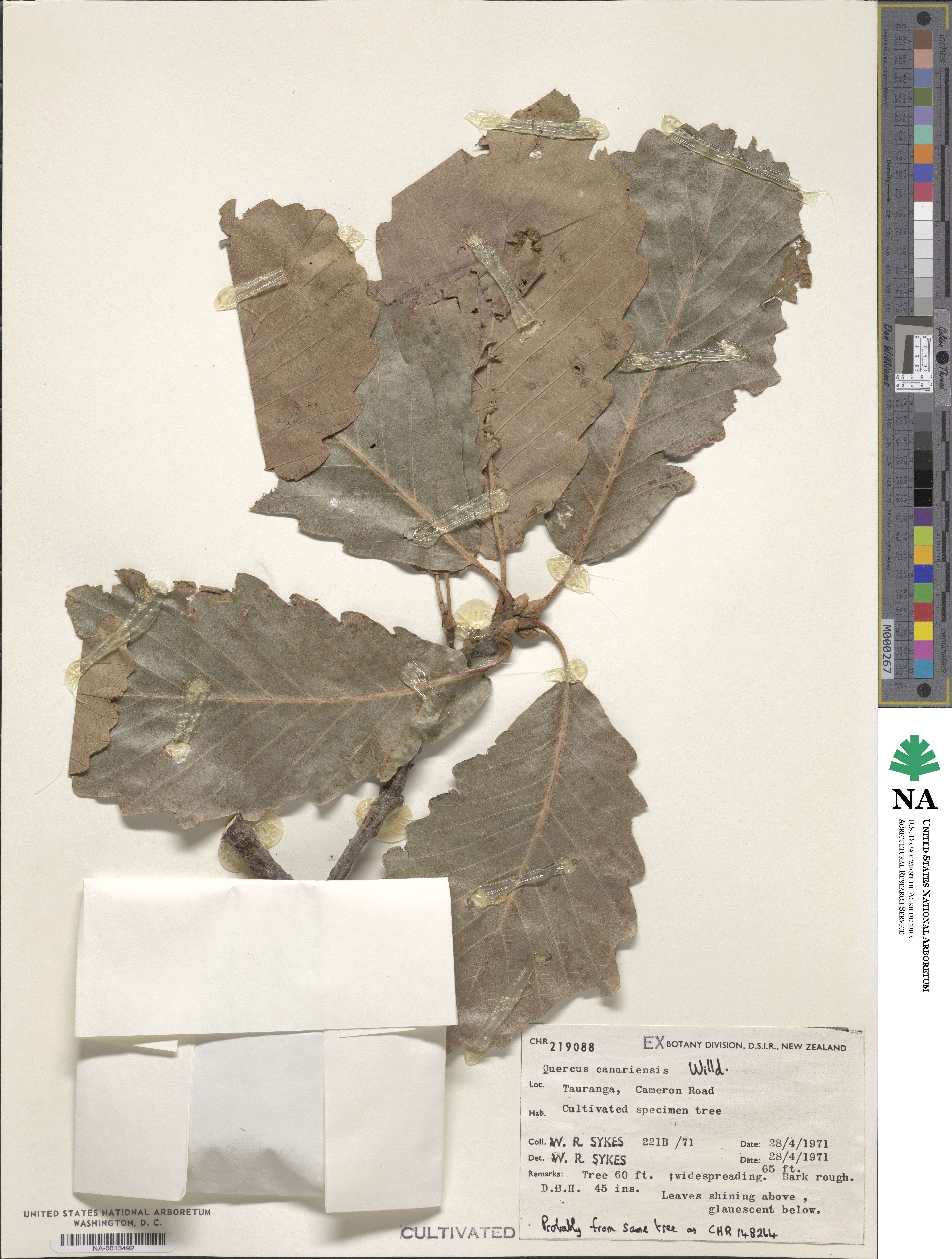 Quercus canariensis image