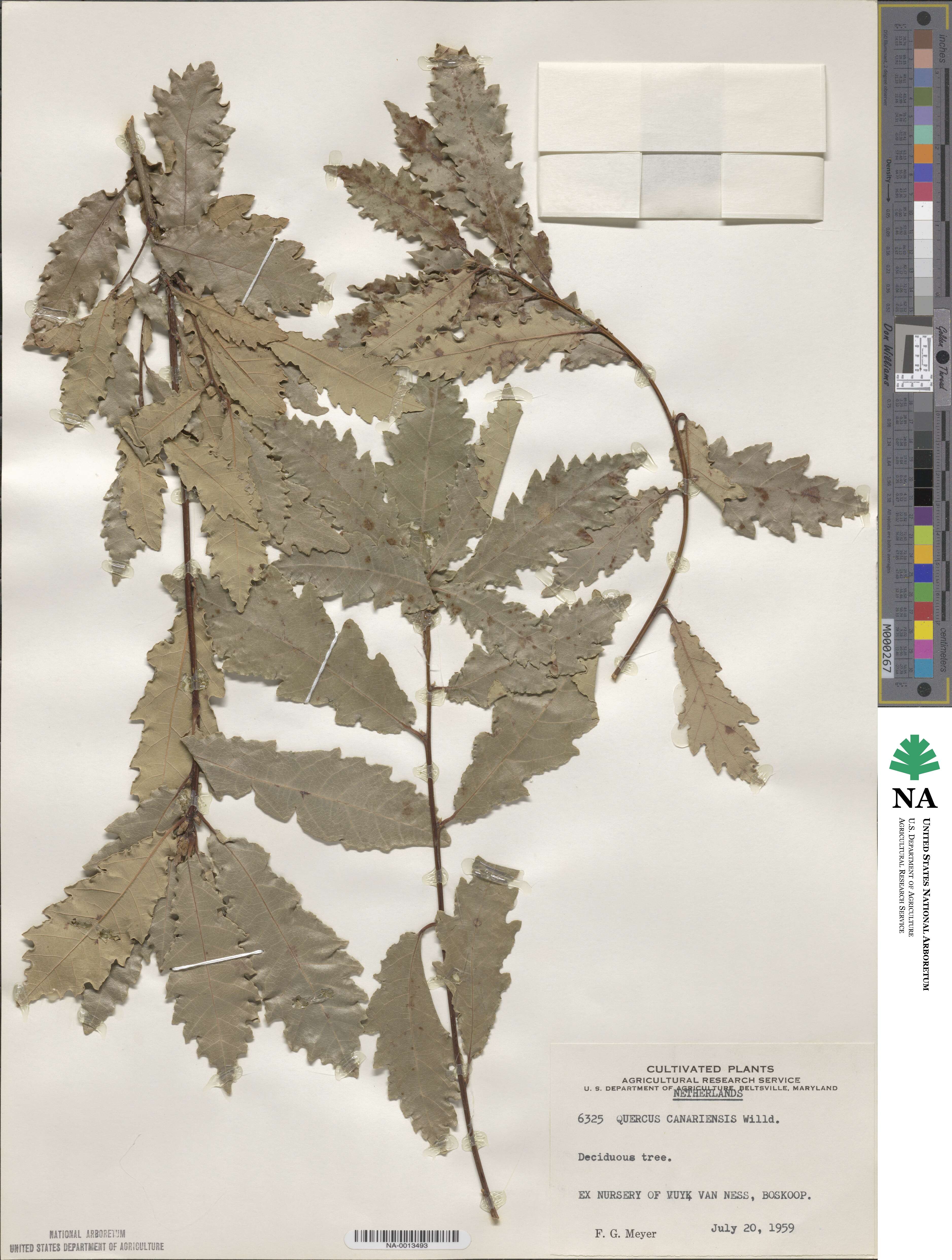 Quercus canariensis image