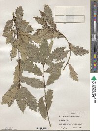 Quercus canariensis image