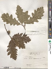 Quercus cerris image