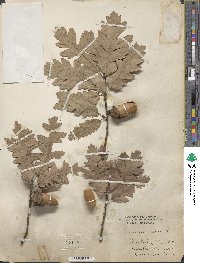 Quercus cerris image