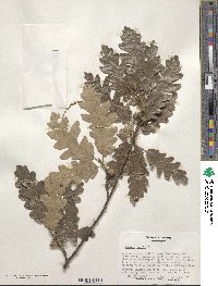 Quercus cerris image