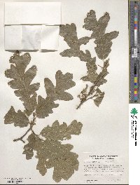 Quercus cerris image