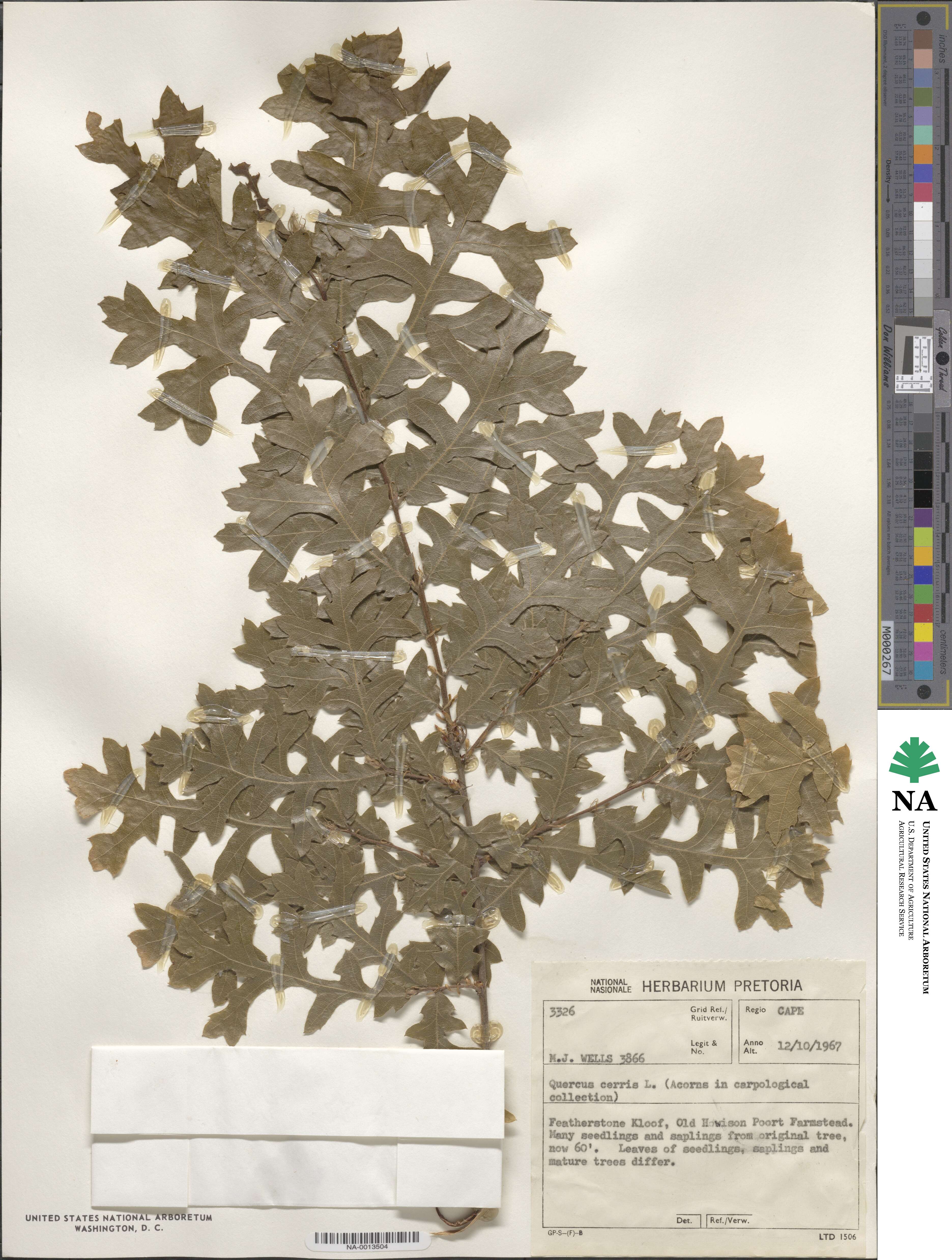 Quercus cerris image