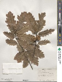 Quercus cerris image