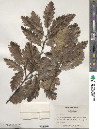 Quercus cerris image