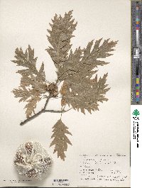 Quercus cerris image