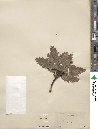 Quercus cerris image