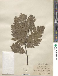 Quercus cerris image