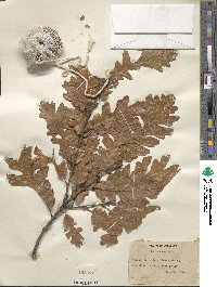 Quercus cerris image