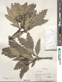 Quercus cerris image