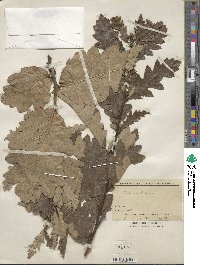 Quercus cerris image