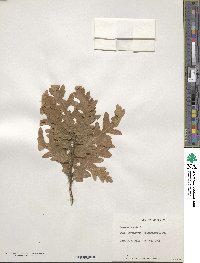 Quercus cerris image