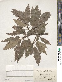 Quercus cerris image