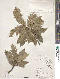 Quercus cerris image