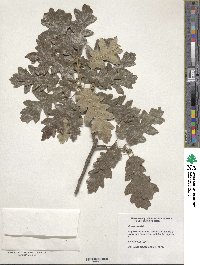 Quercus cerris image