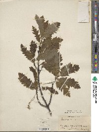 Quercus cerris image