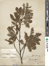 Quercus cerris image